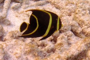 Gray Angelfish (Juvenile)