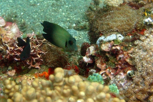 Mimic Surgeonfish (Juvenile)