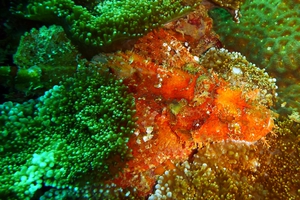 Papuan Scorpionfish