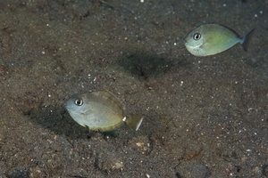 Humpnose Unicornfish (Juvenile)