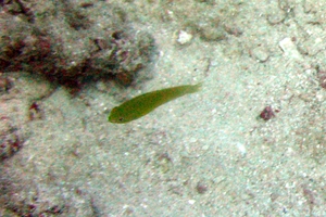Pastel-green Wrasse (Juvenile)