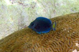 Blue Tang (Juvenile)