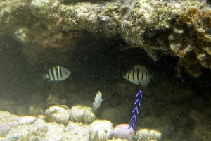 Convict Surgeonfish (Juvenile)