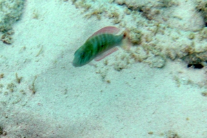 Green Razorfish