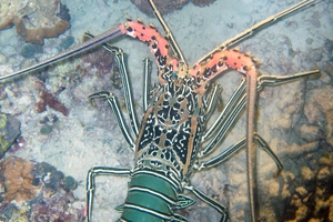 Painted Rock Lobster
