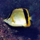  Marcella Butterflyfish