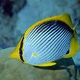 Blackback Butterflyfish