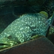 Giant Grouper