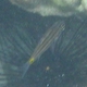 Dog-toothed Cardinalfish