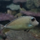 Bluespine Unicornfish (Juvenile)