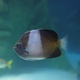 Brown-and-White Butterflyfish