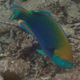 Singapore Parrotfish