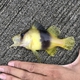 Barred Soapfish