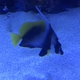 Singular bannerfish