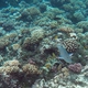 Pacific Longnose Parrotfish
