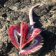 Fish Gills