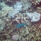 Filamentfin Parrotfish