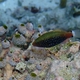 Dusky Parrotfish (Juvenile)