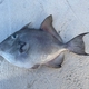  Grey Triggerfish