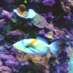 White-banded Triggerfish