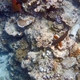 Filamentfin Parrotfish