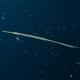 Trumpetfish (Juvenile)