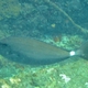 Horseface Unicornfish (Juvenile)
