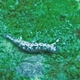 Spotted Hypselodoris