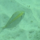 Whipfin Ponyfish