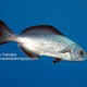 Rudderfish