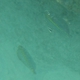 Whipfin Ponyfish