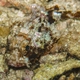 Barchin Scorpionfish