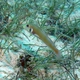 Rosy Razorfish (Juvenile)