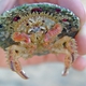 Redeye Sponge Crab