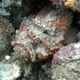 Esturine Stonefish