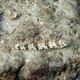 Clearfin Lizardfish
