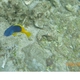 Blue-and-yellow Grouper (Juvenile)