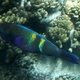 Yellowbar Parrotfish