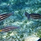 Striped Parrotfish (Juvenile)