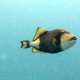 Titan Triggerfish