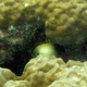 Pearl-scale Angelfish