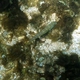 Long-finned Goby