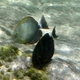 Orange-socket Surgeonfish