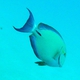 Ringtail Surgeonfish