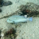 Blue-spotted Tuskfish