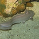 Gray Eel Catfish