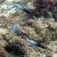 Twotone Dartfish