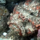 Esturine Stonefish