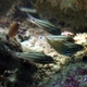 Doederlein's Cardinalfish