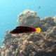 Dotted Wrasse